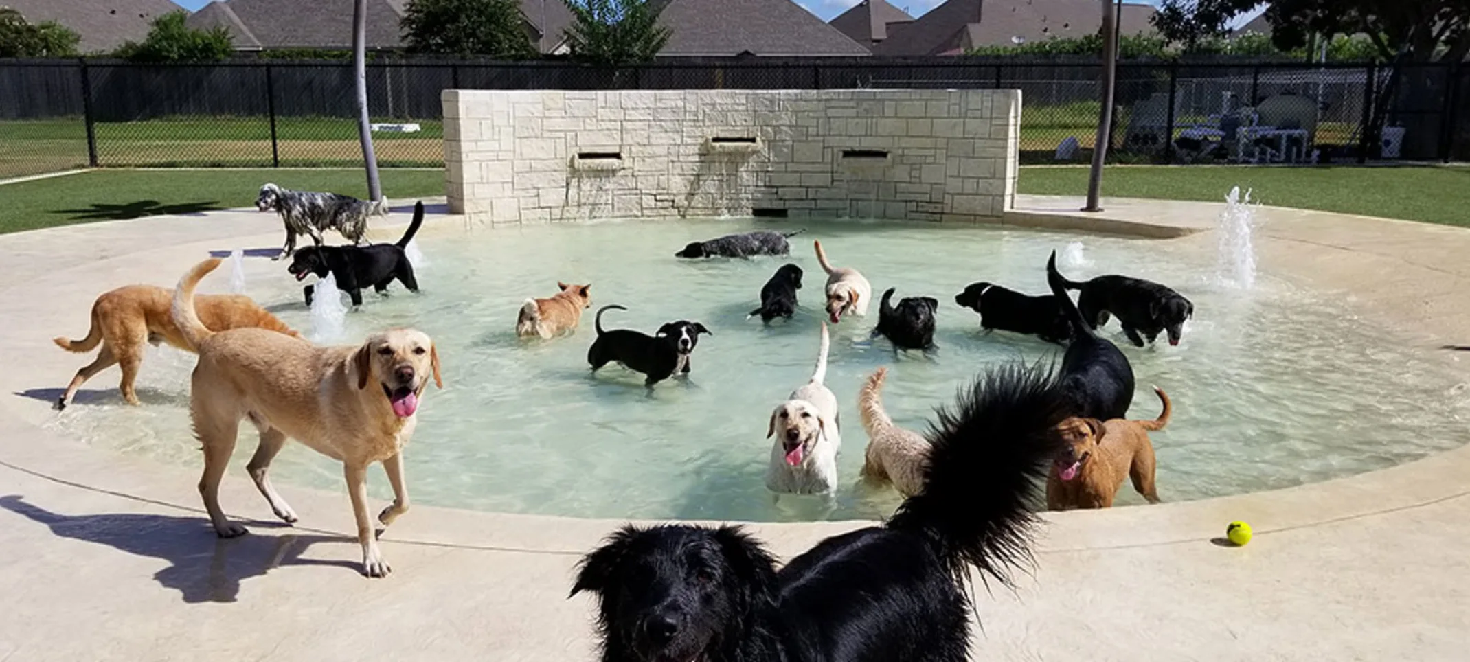 Dogs at pool at Rover Oaks Pet Resort
